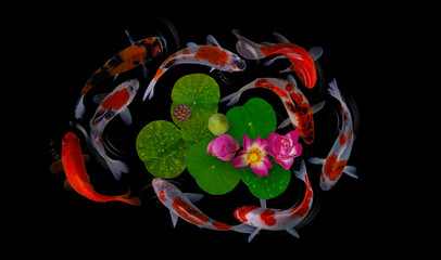 Sticker - Koi fish swim with Nymphaea nelumbo flowers in bloom