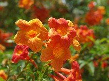 Red Yellow Orange Bright Flowers Campsis Grandiflora, Chinese Trumpet Creeper In A Garden. Illustration Of Several Flowers With Foliage On A Branch Of Blooming Bush. Closeup, Macro Image. Ornamental