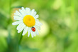ladybug on Daisy flower macro. Green summer meadow background with chamomile and ladybug. purity freshness nature. close up. copy space.