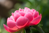 Fototapeta Tulipany - 芍薬の花