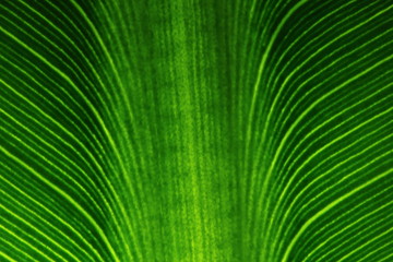 texture of green leaves in nature for background