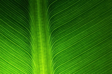 texture of green leaves in nature for background