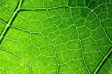 texture of green leaves in nature for background
