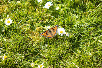 Tortoiseshell butterfly in the spring sunshine