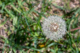 Fototapeta Dmuchawce - Dandelion seed pod in a beautiful background

