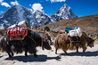 Yaks auf dem Everest Base Camp Trek