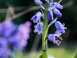 Dziki hiacynt odwiedzony przez pszczołę, zapylanie na naszych oczach