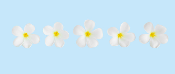Wall Mural - Closeup Plumeria white color on blue background for spa relax