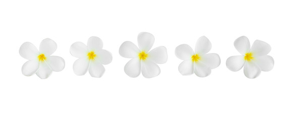Wall Mural - Closeup Plumeria white color on white background for spa relax