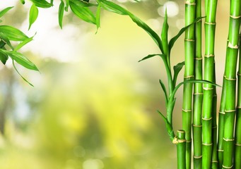 Wall Mural - Many bamboo stalks on green background