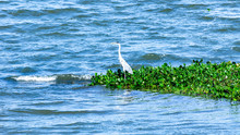 The Herons Are Long-legged Freshwater And Coastal Birds In The Family Ardeidae, With 64 Recognised Species, Some Of Which Are Referred To As Egrets Or Bitterns Rather Than Herons