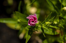A Carnation Bud Unfurling In The Spring Sunshine.