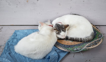 two cats sleep on a bench