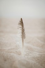 Vertical Shot Of A  Feather On The Sand