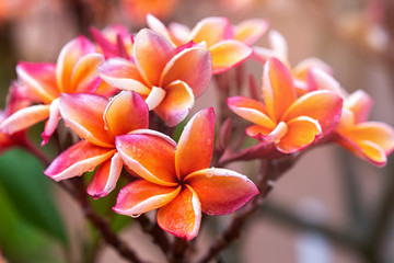 Plumeria flower pink yellow and white frangipani tropical flower, plumeria flower blooming on tree, spa flower