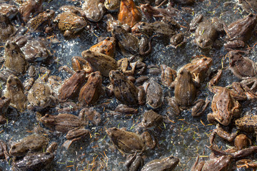 Wall Mural - European common brown frog, or European grass frog (Rana temporaria) wild amphibian group and eggs.