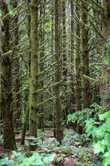  Canadian forest on Vancouver Island Canada