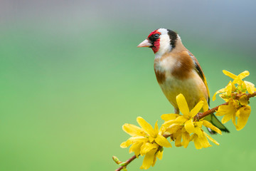 Wall Mural - Goldfinch, Carduelis carduelis, single bird on blossom