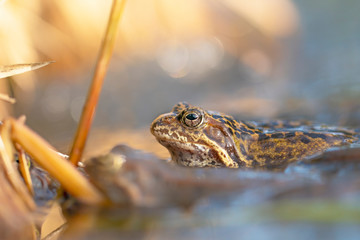 Wall Mural - The Common Frog, Rana temporaria also known as the European Common Frog