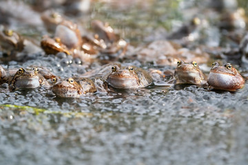 Wall Mural - European common brown frog, or European grass frog (Rana temporaria) wild amphibian group and eggs.