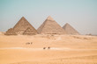 camels walking along the pyramids of giza