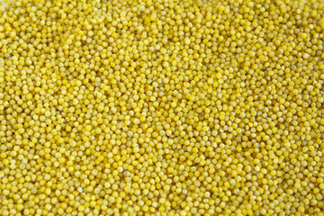 Millet groats. Millet close-up, millet, millet porridge. Only porridge in the frame