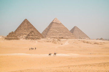 Wall Mural - camels walking along the pyramids of giza