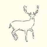 Fototapeta Sypialnia - Hand drawn. forest deer, vector sketch illustration