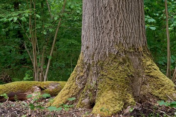 A big old ash tree in the forest