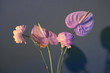 © Maki Company Limited/Stocksy - Bouquet of light pink flowers (Ranunculus) isolated on white background.
