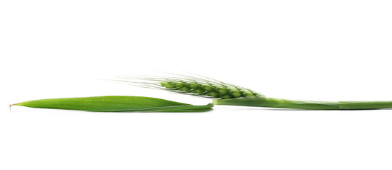 Wall Mural - Green young ears of wheat isolated on white background, with clipping path