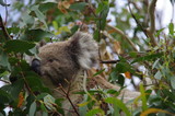 Fototapeta Tęcza - Koala bear