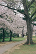 D.C. cherry blossoms