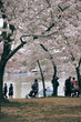 D. c. cherry blossoms