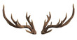 Deer antlers isolated on white 3d rendering