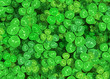 Green clover background 3d rendering