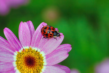 Macro Photo Of A Red And Black Spotted Ladybug On A Pink Flower.