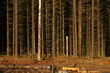 Wald Natur Kalamität Holz und Forst