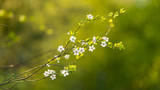 Fototapeta Na sufit - Wiosenne gałęzie z białymi kwiatami na zielonym tle