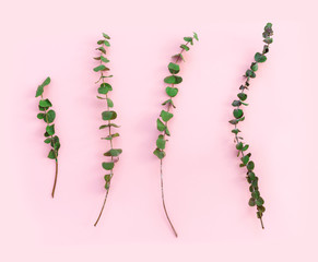 Wall Mural - Beautiful green branches of dry eucalyptus on pink paper background.
