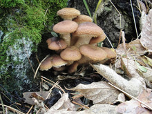 Armillaria Mellea And Eatable Honey Fungus Forest