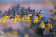 gałązka z żółtymi kwiatami