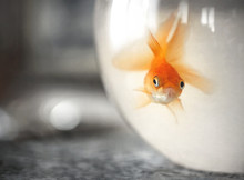 Goldfish In Bowl