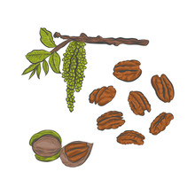 Pecan Nut Hand Drawn Vector Sketch. Pecan Branch With Flowering Isolated On White Background.