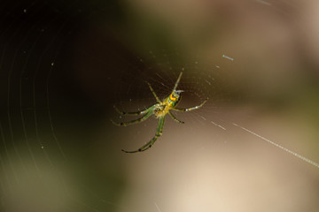 spider on the web