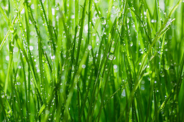 Green grass background