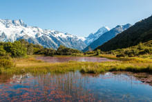 Bright Red Weed Of Red Tarns. Aoraki/Mount Cook National Park, New Zealand