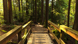 Fototapeta Natura - wooden bridge on forest loop trail in Belcarra Regional park
