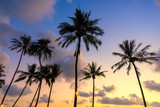Fototapeta  - The landscape of the evening scenery of coconut trees by the beach of Ko Kood, Thailand, Blue sky in a romantic and happy atmosphere, Holiday travel concept.