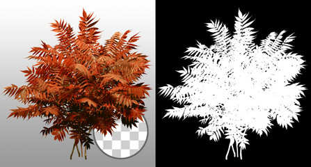 Wall Mural - shrub in fall. bush of leafy branches. foliage of plant isolated on transparent background via an al